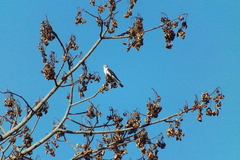 Xolmis velatus