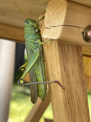 Schistocerca shoshone