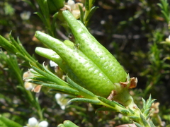 Diosma acmaeophylla