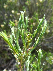 Diosma acmaeophylla