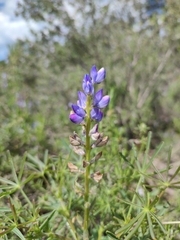 Lupinus angustifolius