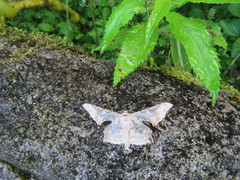 Krananda semihyalina