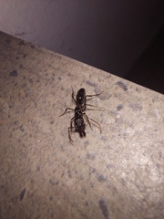 Odontomachus simillimus