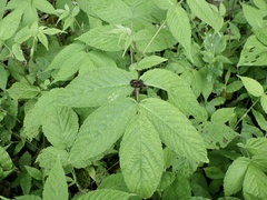 Rubus hirsutus