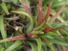 Tillandsia ionantha