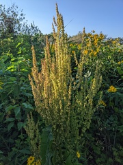 Rumex verticillatus