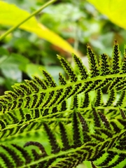 Athyrium angustum