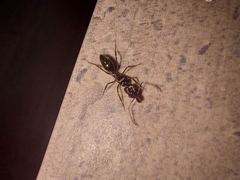 Odontomachus simillimus