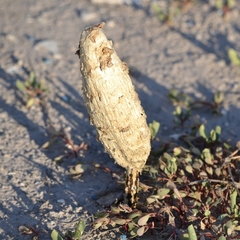 Podaxis pistillaris