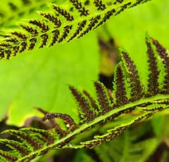 Athyrium angustum