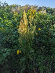 Rumex verticillatus
