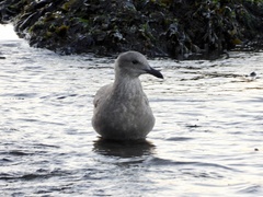 Larus glaucescens