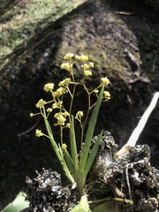 Trizeuxis falcata