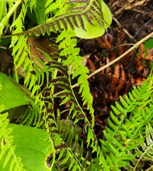 Athyrium angustum
