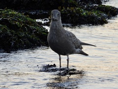 Larus glaucescens