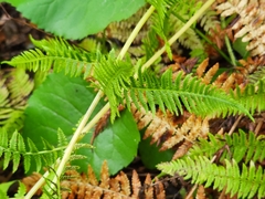 Athyrium angustum