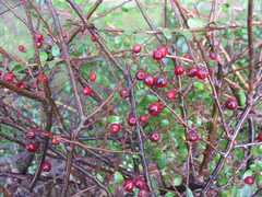 Cotoneaster hjelmqvistii