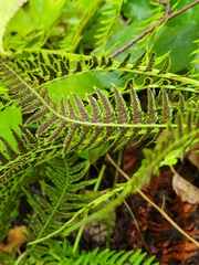 Athyrium angustum