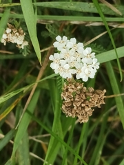 Achillea millefolium