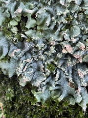 Punctelia