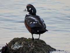 Histrionicus histrionicus