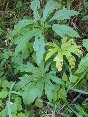 Napaea dioica