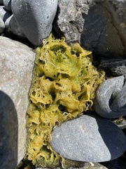 Ulva