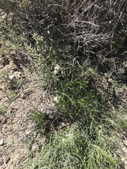 Nerisyrenia linearifolia