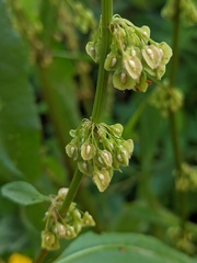 Rumex verticillatus
