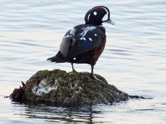 Histrionicus histrionicus