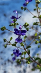 Trichostema suffrutescens