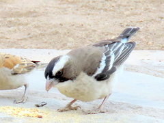 Plocepasser mahali mahali