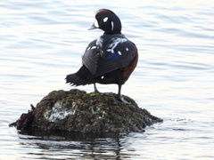 Histrionicus histrionicus