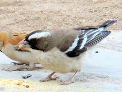 Plocepasser mahali mahali