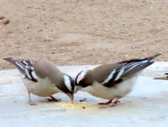 Plocepasser mahali mahali