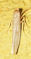 Eilema interpositella