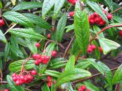Cotoneaster salicifolius
