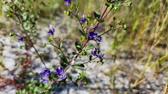 Trichostema suffrutescens