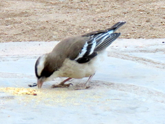 Plocepasser mahali mahali