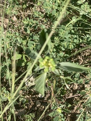 Euphorbia davidii