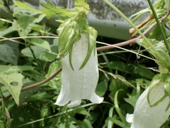 Campanula punctata punctata