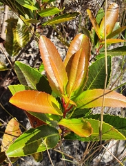 Laurophyllus capensis