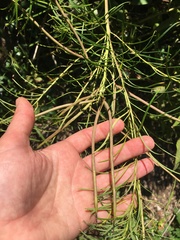 Amsonia hubrichtii