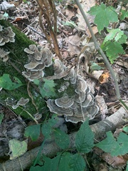 Trametes