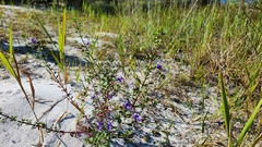 Trichostema suffrutescens