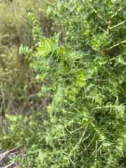 Cliffortia