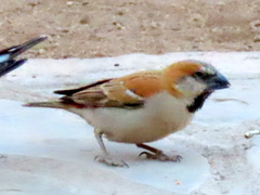 Passer motitensis motitensis