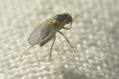 Chloropidae