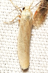 Eilema interpositella