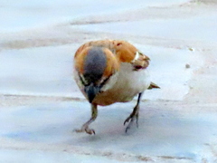 Passer motitensis motitensis